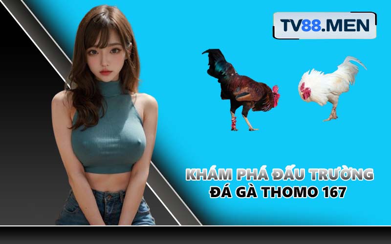 Khám phá đấu trường Đá Gà Thomo 167